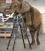 black_ladders_elephant