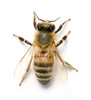 Pollen: great for bees, not for compressors.