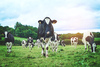Milking dairy sector optimisation